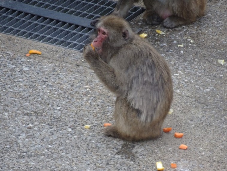 Nanako eating alone at the zoo