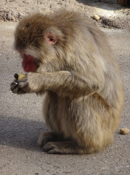 Nanako the macaque