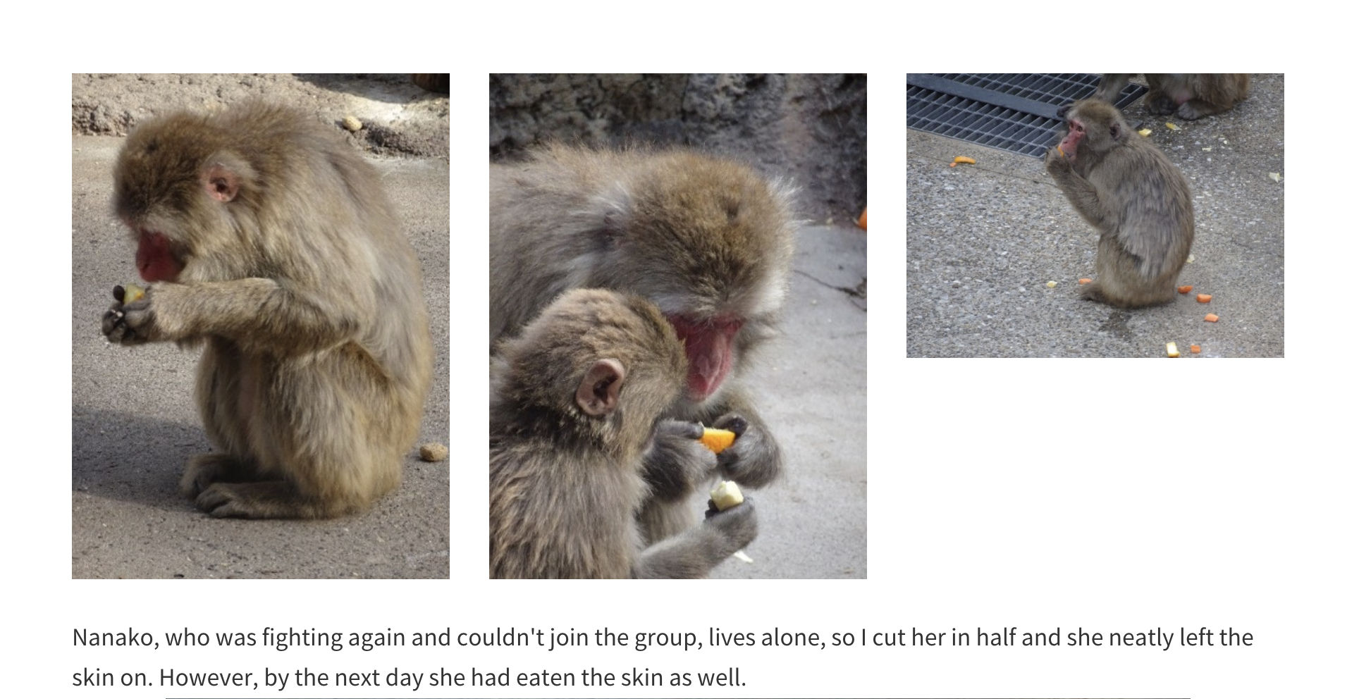 Nanako photos from Ichikawa City Zoo official website showing her eating alone